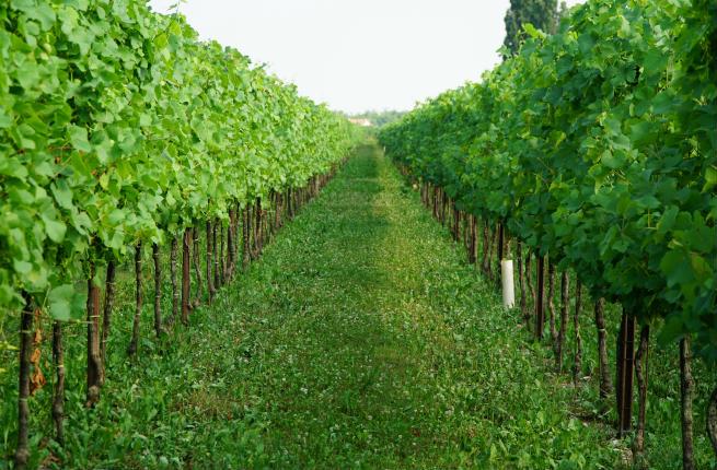 Prosecco vineyards