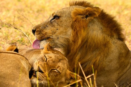 5-mozambique-gorongosa-national-park-lions.jpg