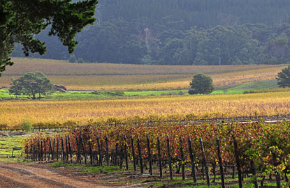 5-south-africa-wine.jpg