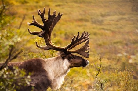 Alaska-Denali-National-Park-caribou.jpg