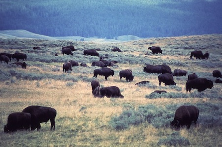 Yellowstone-National-Park-Bison%20.jpg