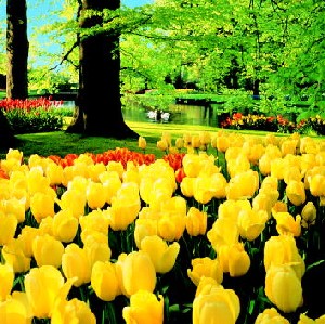 051102TULIPS.jpg