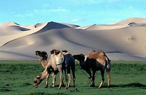 60804MONGOLIA2.jpg