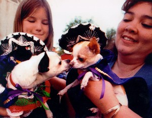 Chihuahuas.jpg