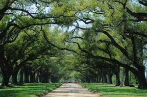 charleston.jpg