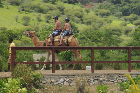 camels-jamaica.jpg