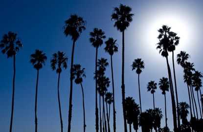 florida-palm-trees.jpg