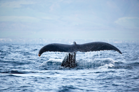 Where to Whale Watch in Hawaii – Fodors Travel Guide