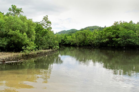 mangroves-uae.jpg