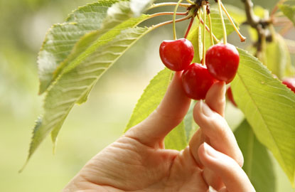montana-cherries.jpg