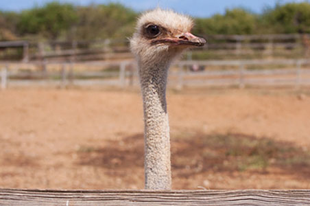 ostrich-curacao.jpg