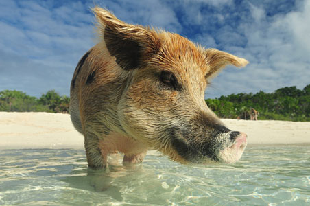 pig-beach.jpg
