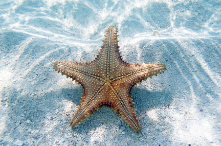 starfish-turks.jpg