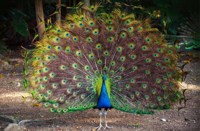 peacock2