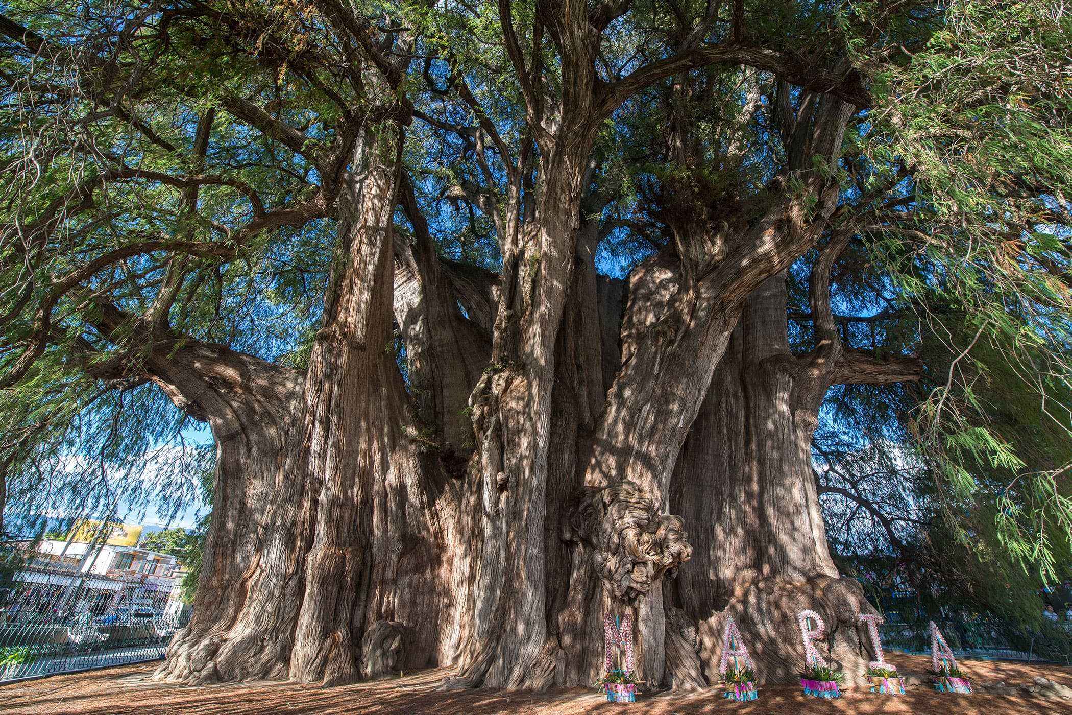 The Most Amazing Trees and Where to Find Them Fodors Travel