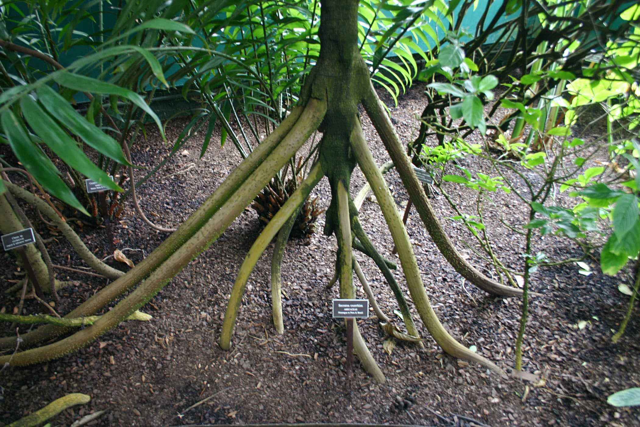 Socratea exorrhiza