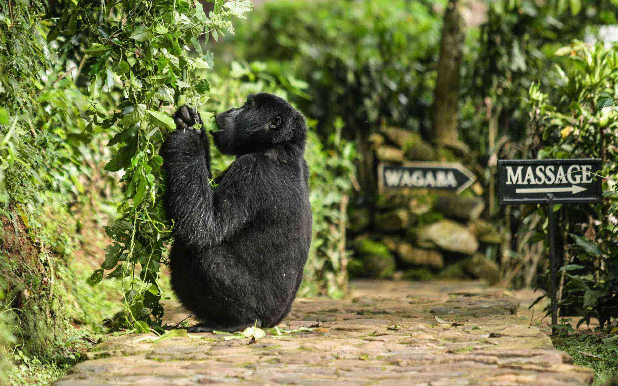 Hotels-Mammals-Roam-Bwindi-Lodge