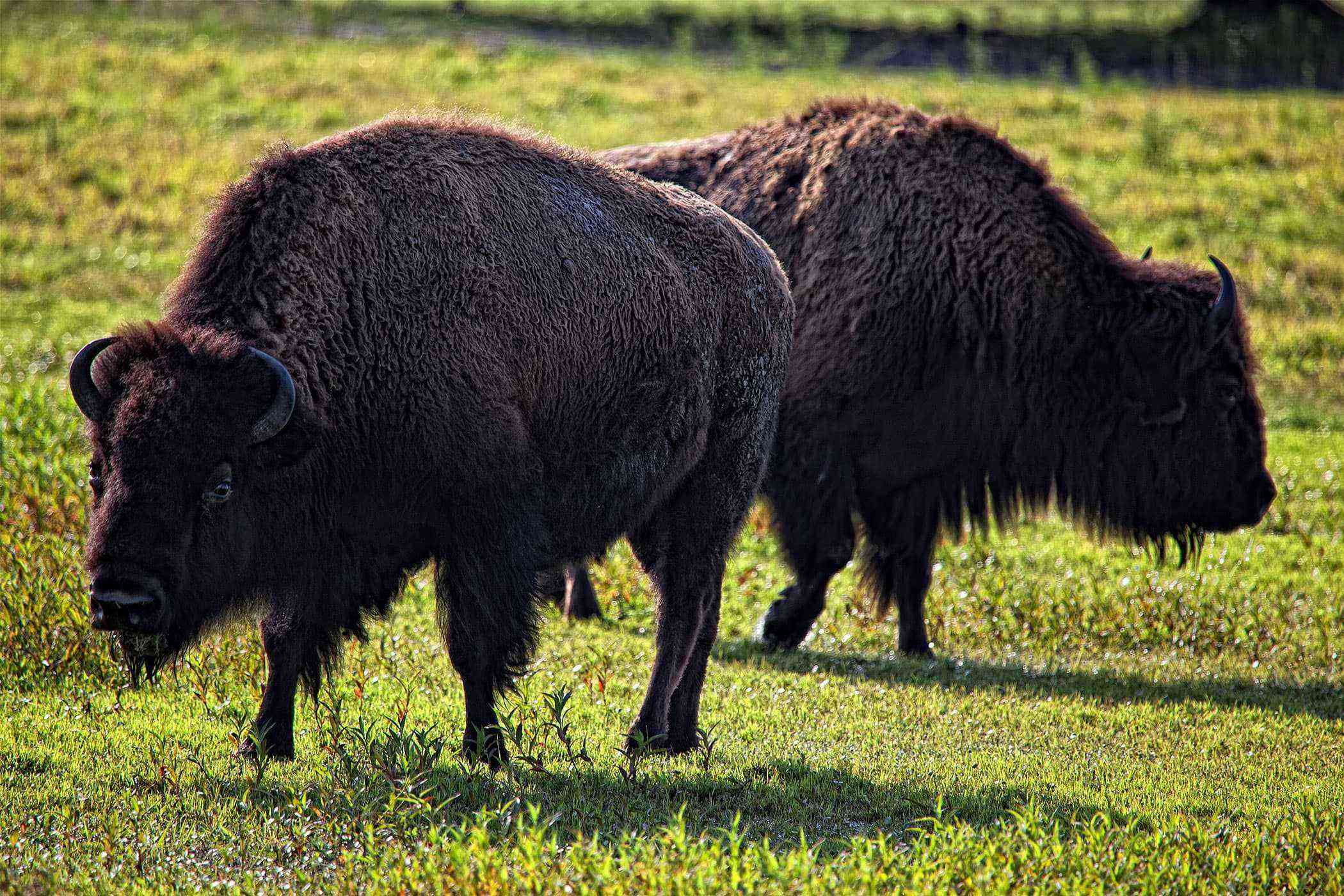 Hotels-Mammals-Roam-Westgate-River-Ranch
