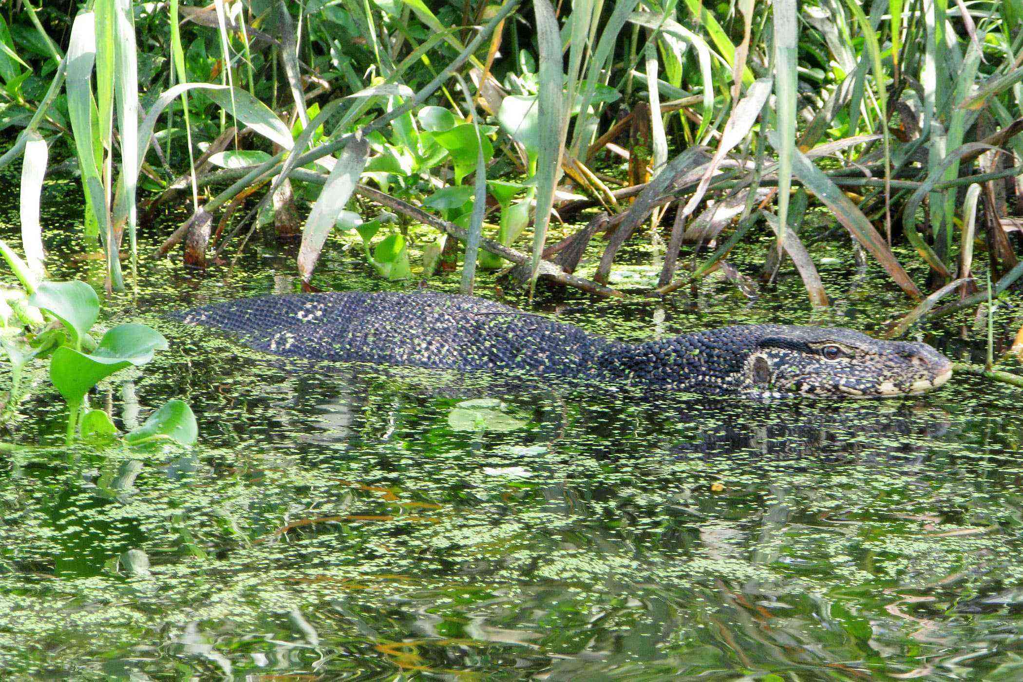 A Water Monitor, Negombo Lagoon, Sri Lanka