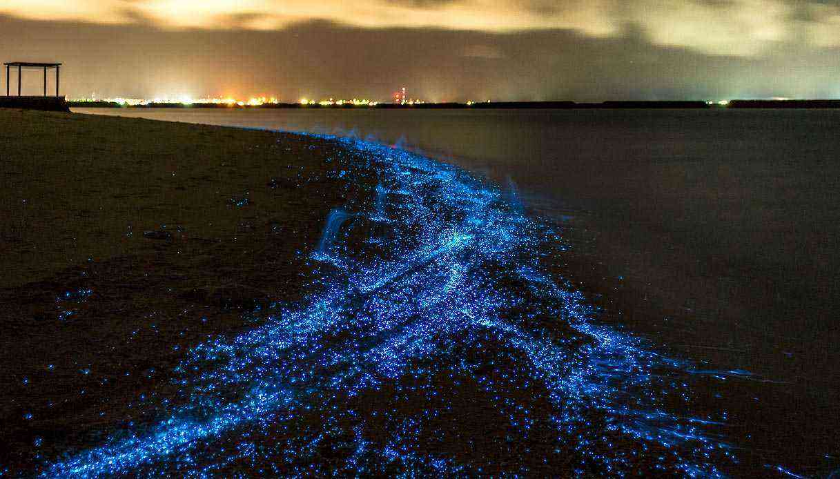 Bioluminescence: shining light