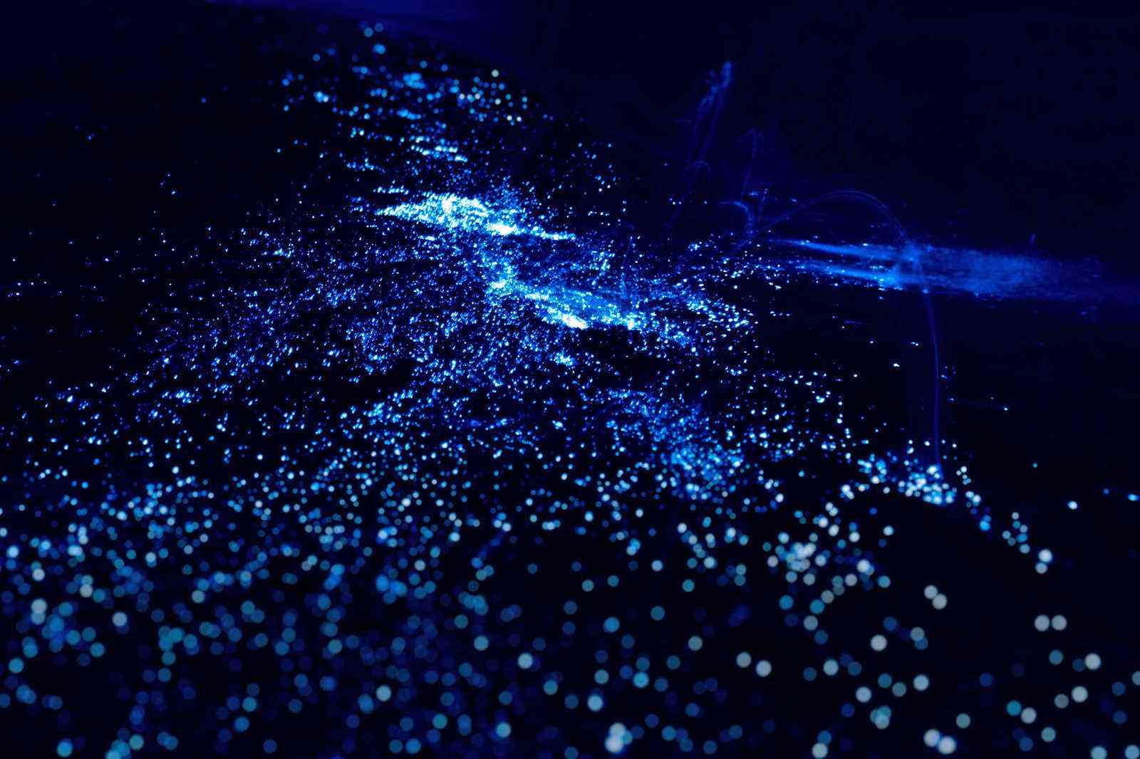 Behold! Dazzling Bioluminescent Wonders Around the World Fodors Travel Guide