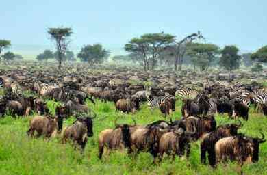 african wildlife tour operators