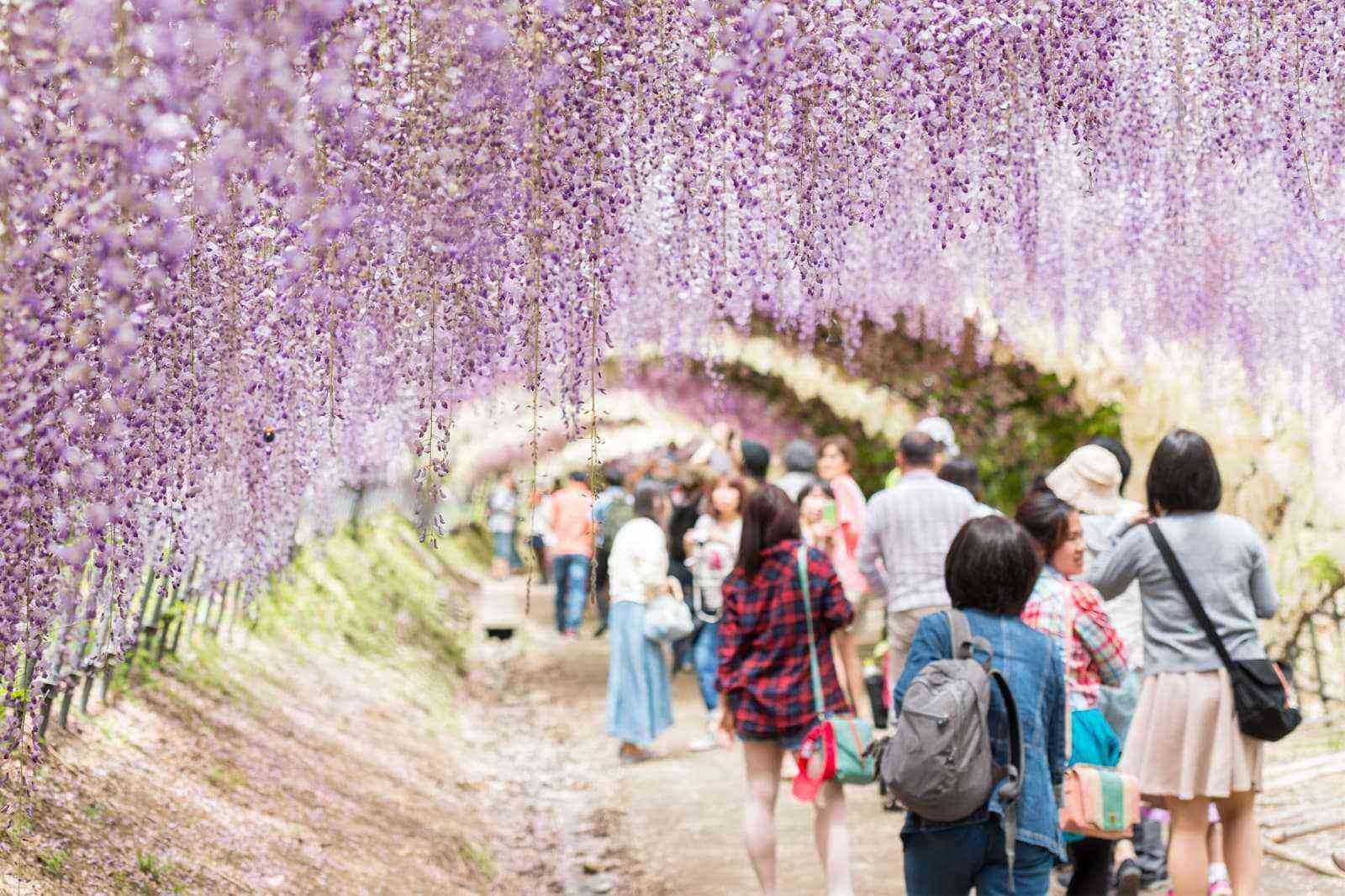 wisteria