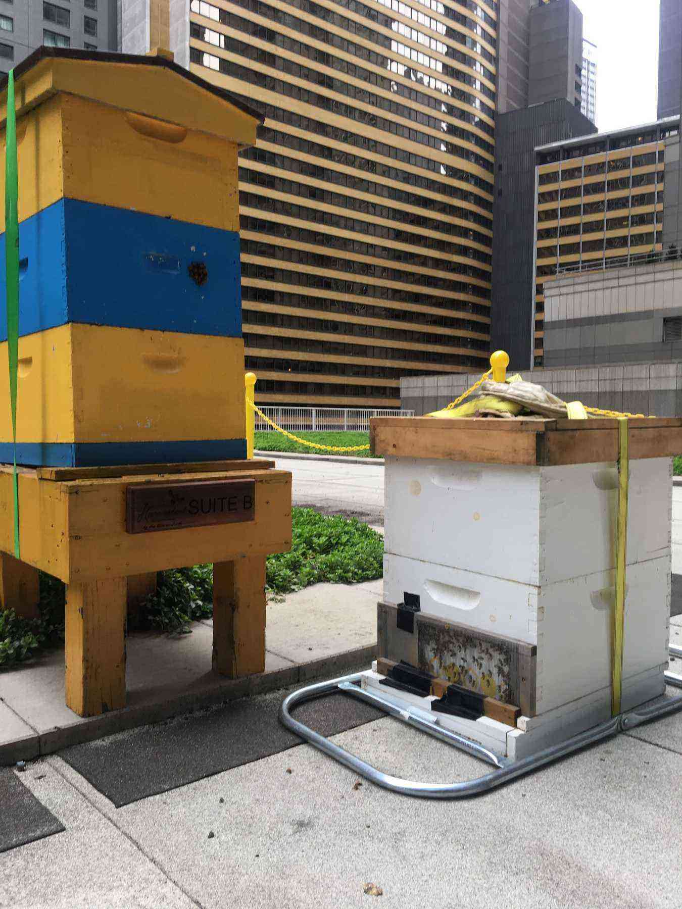 450,000 Honey Bees Just Checked in to a New York City Hotel Fodors