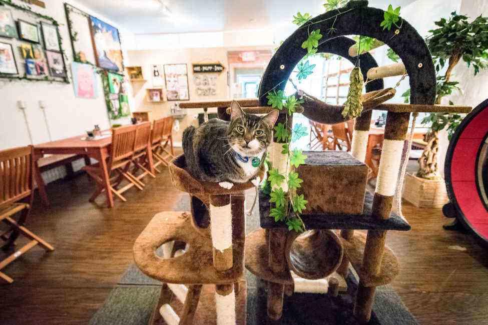 Squeeeeeee! Pet Cafes Around the World Fodors Travel Guide