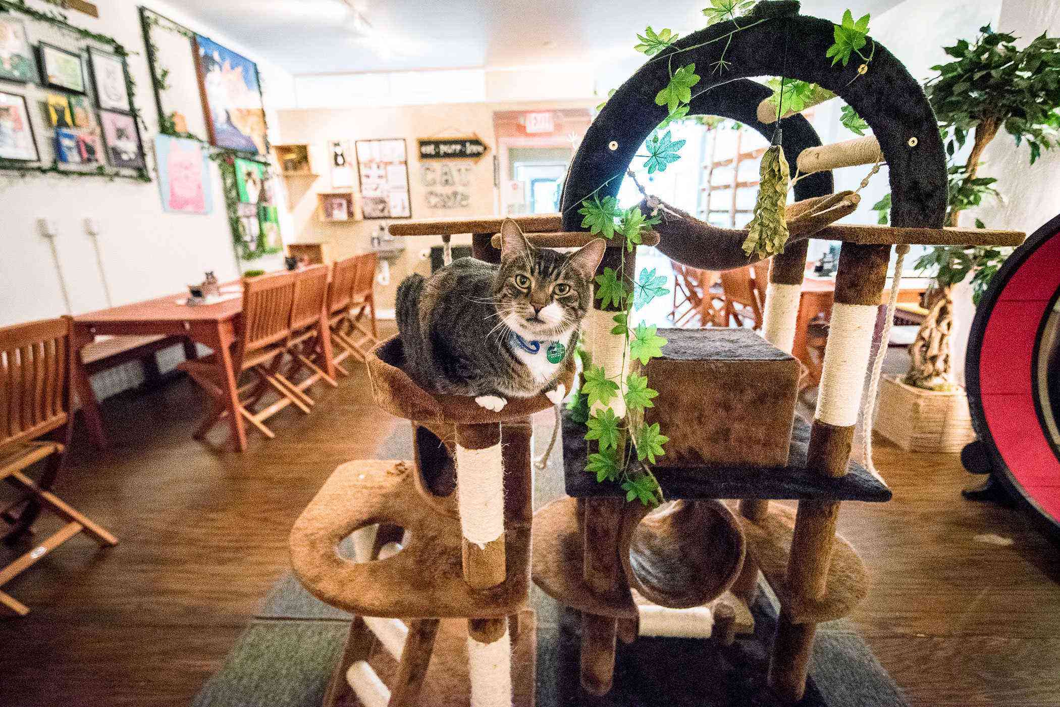 Squeeeeeee Pet Cafes Around The World Fodors Travel Guide