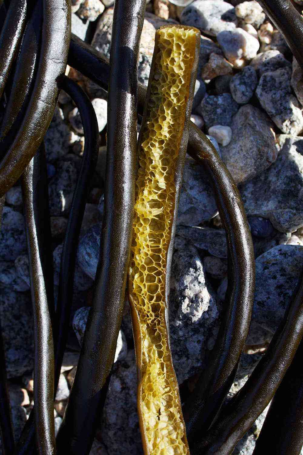 Weird-Chile-Borago