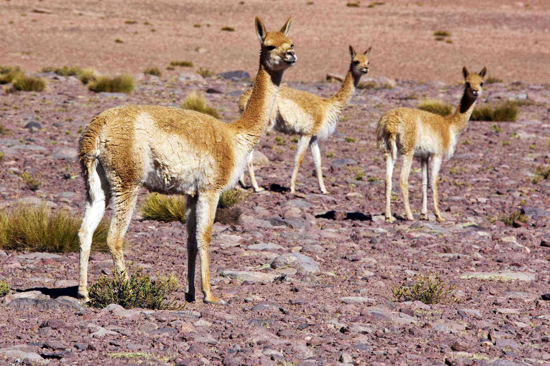 Weird-Chile-Guanaco