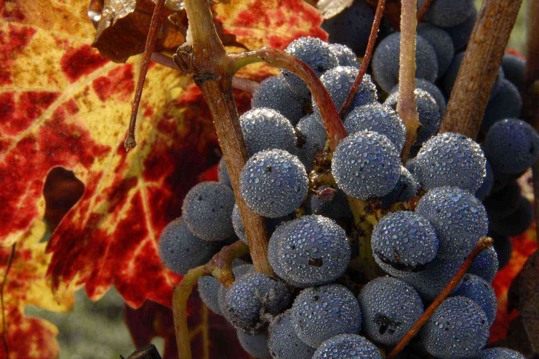 grapes