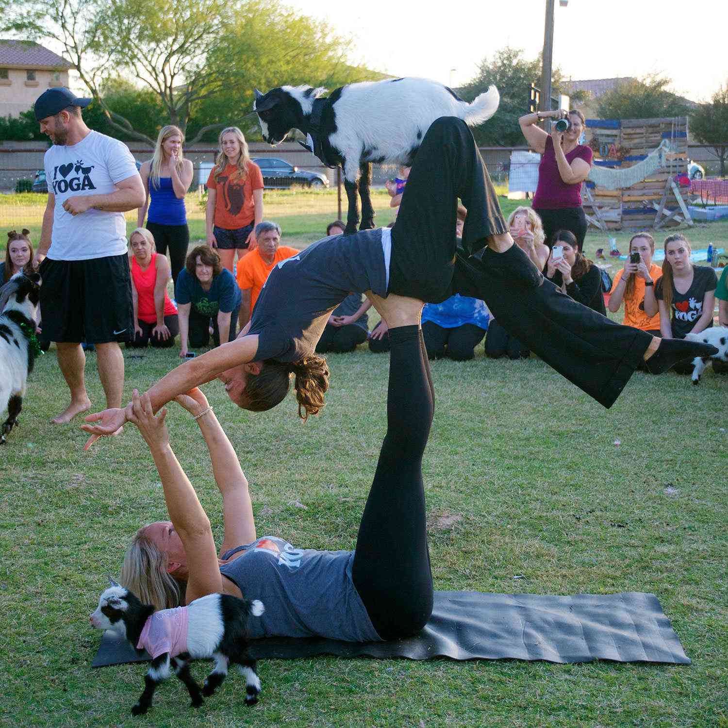 Goat-Activities-Arizona-Goat-Yoga