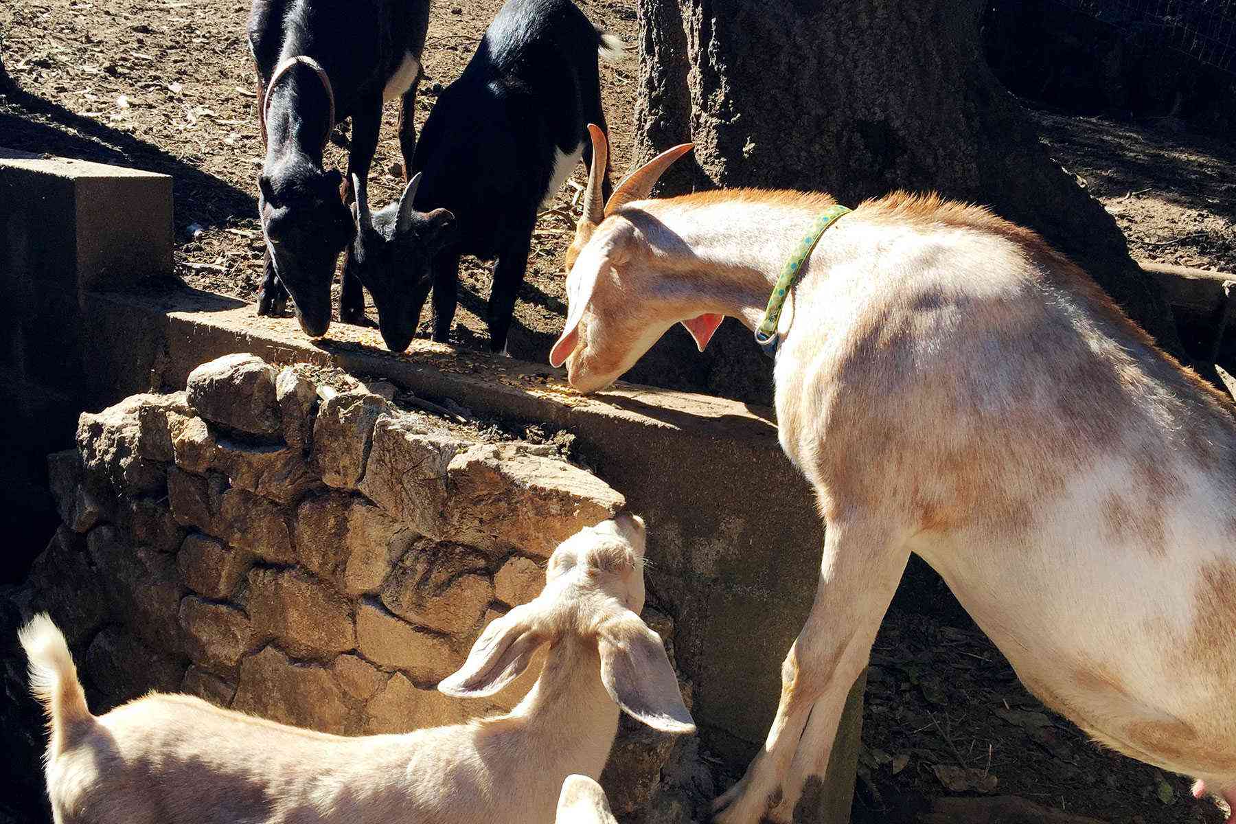 Goat-Activities-Lucky-Goat-Family-Farm