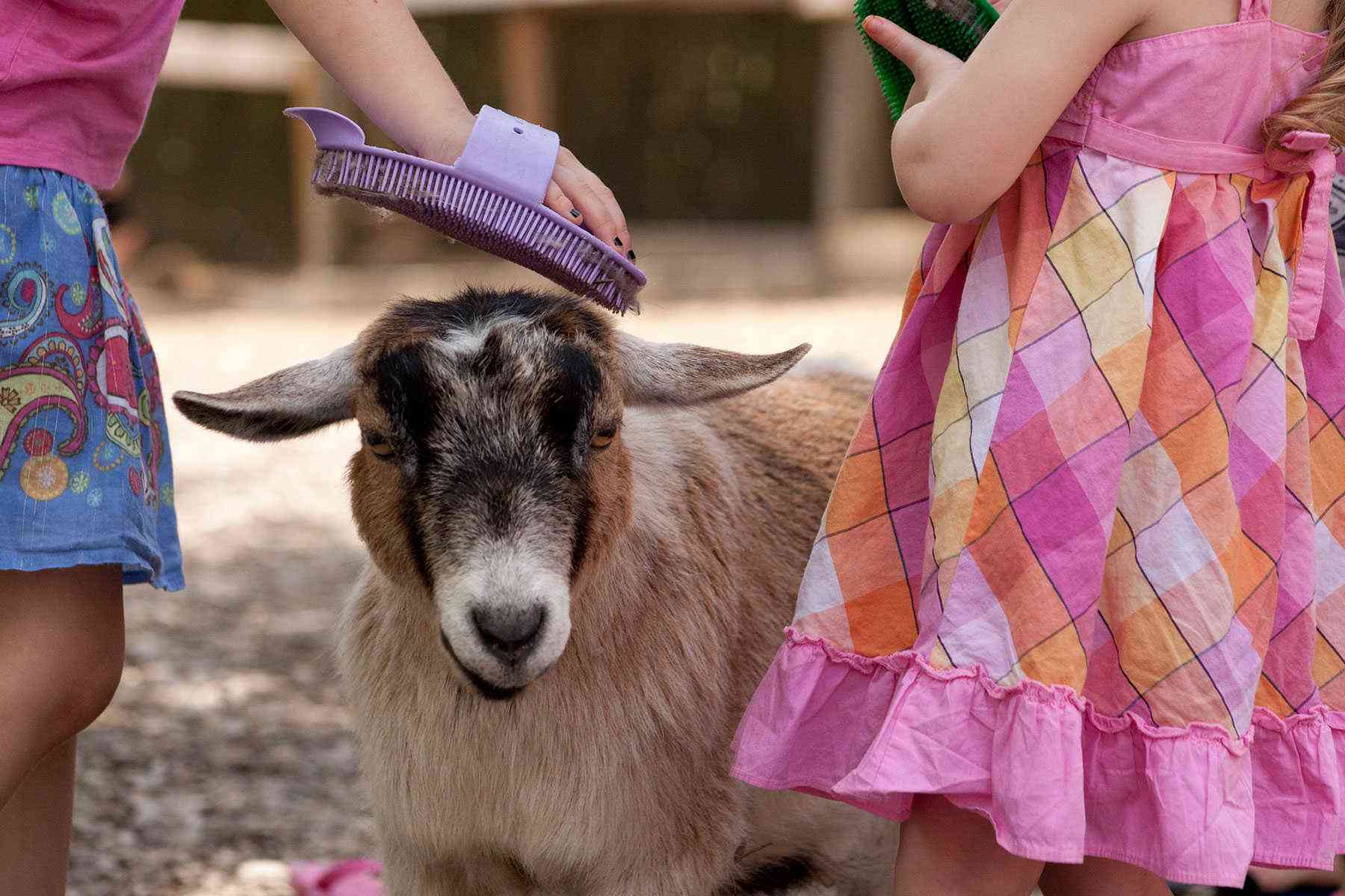 Goat-Activities-Nashville-Zoo