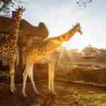 Hotels-Mammals-Roam-Giraffe-Manor-1-2048x1365