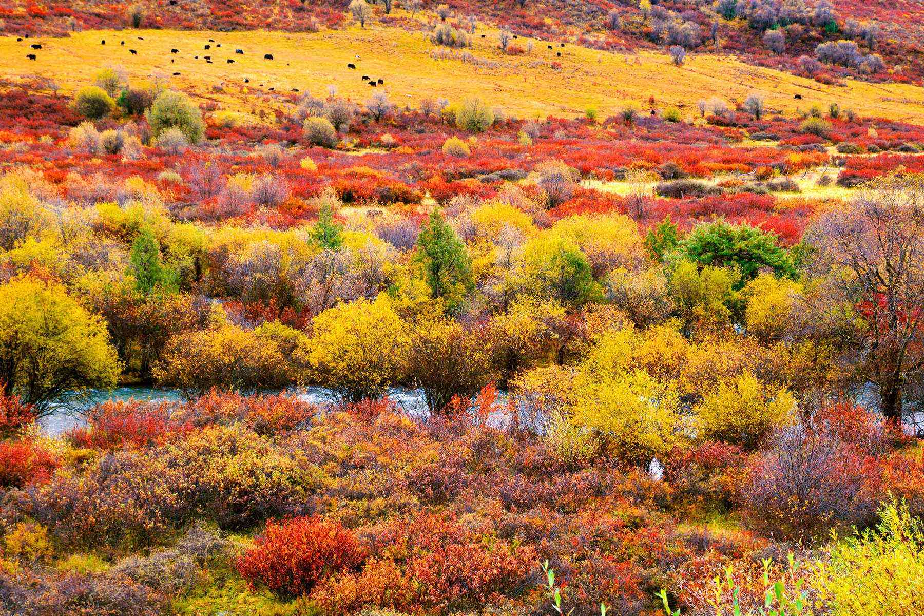 Leaf-Peeping-China-Miyaluo-2