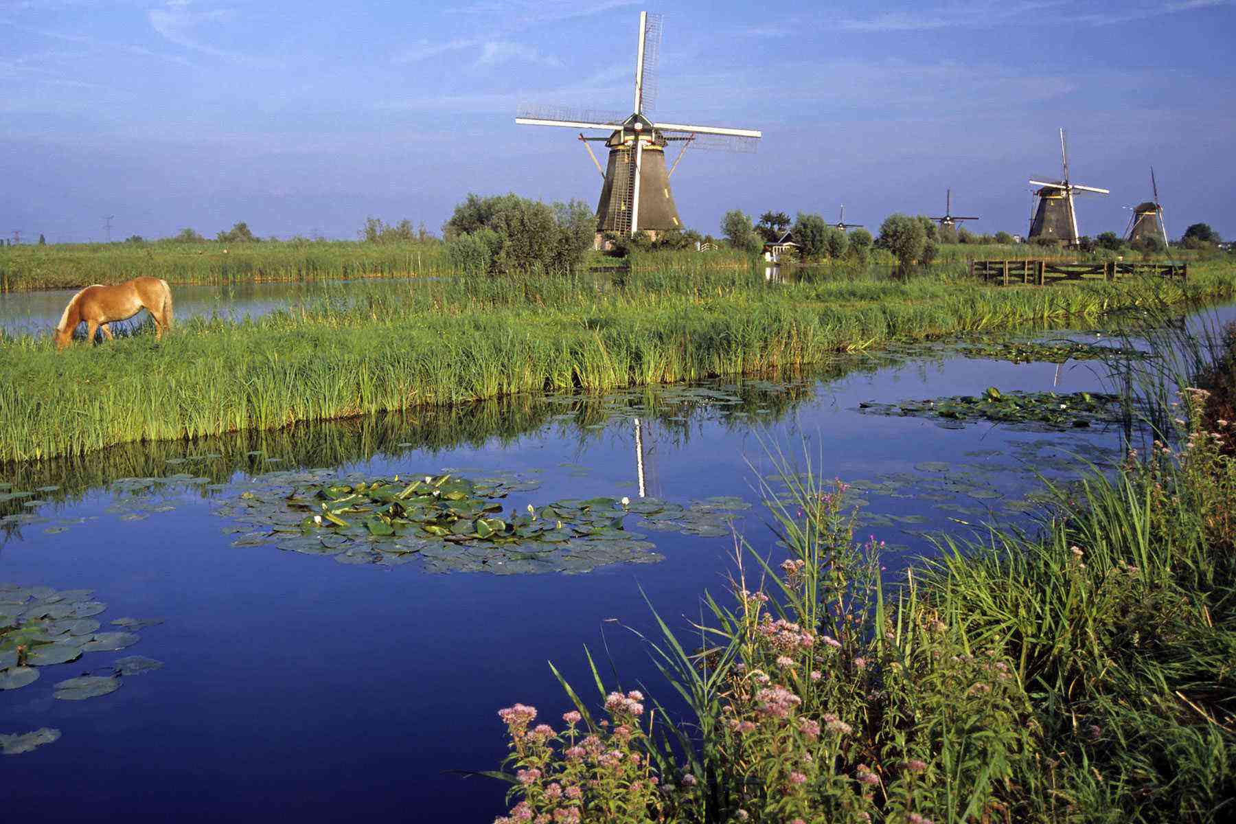Rhine-River-Cruise-Kinderdijk