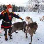 sami-feed-reindeer