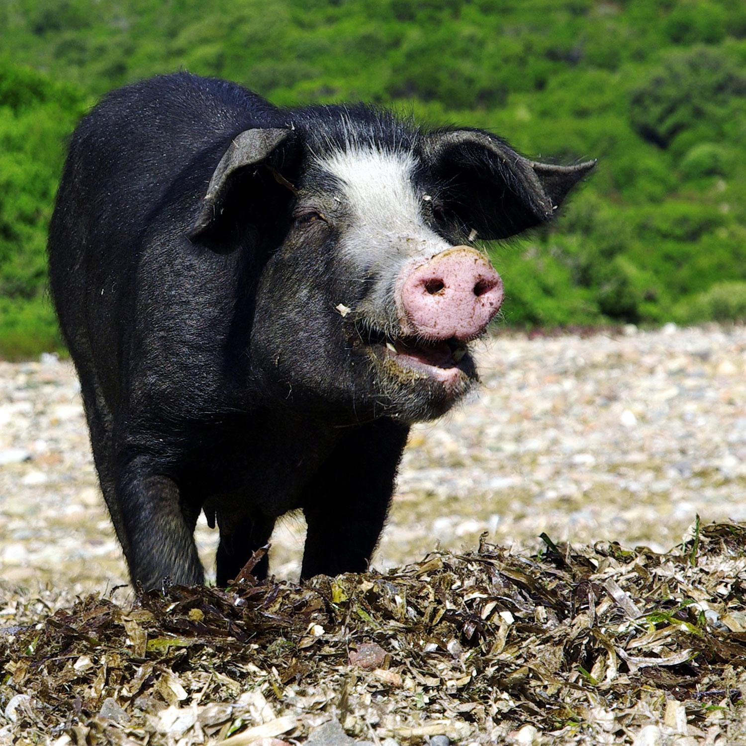 These 13 Strange International “Crimes” Will Land You in Hot Water