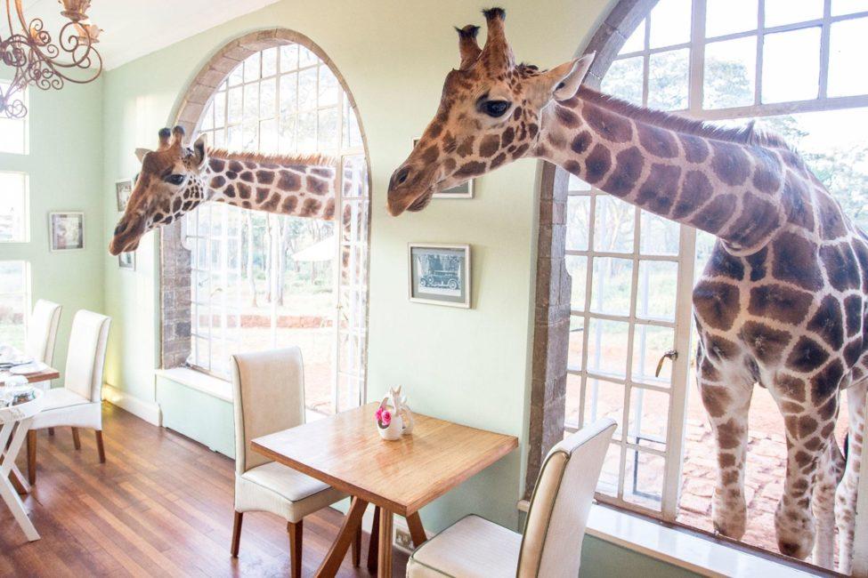 15 Hotels Where Resident Animals Are a Perk! Fodors Travel Guide
