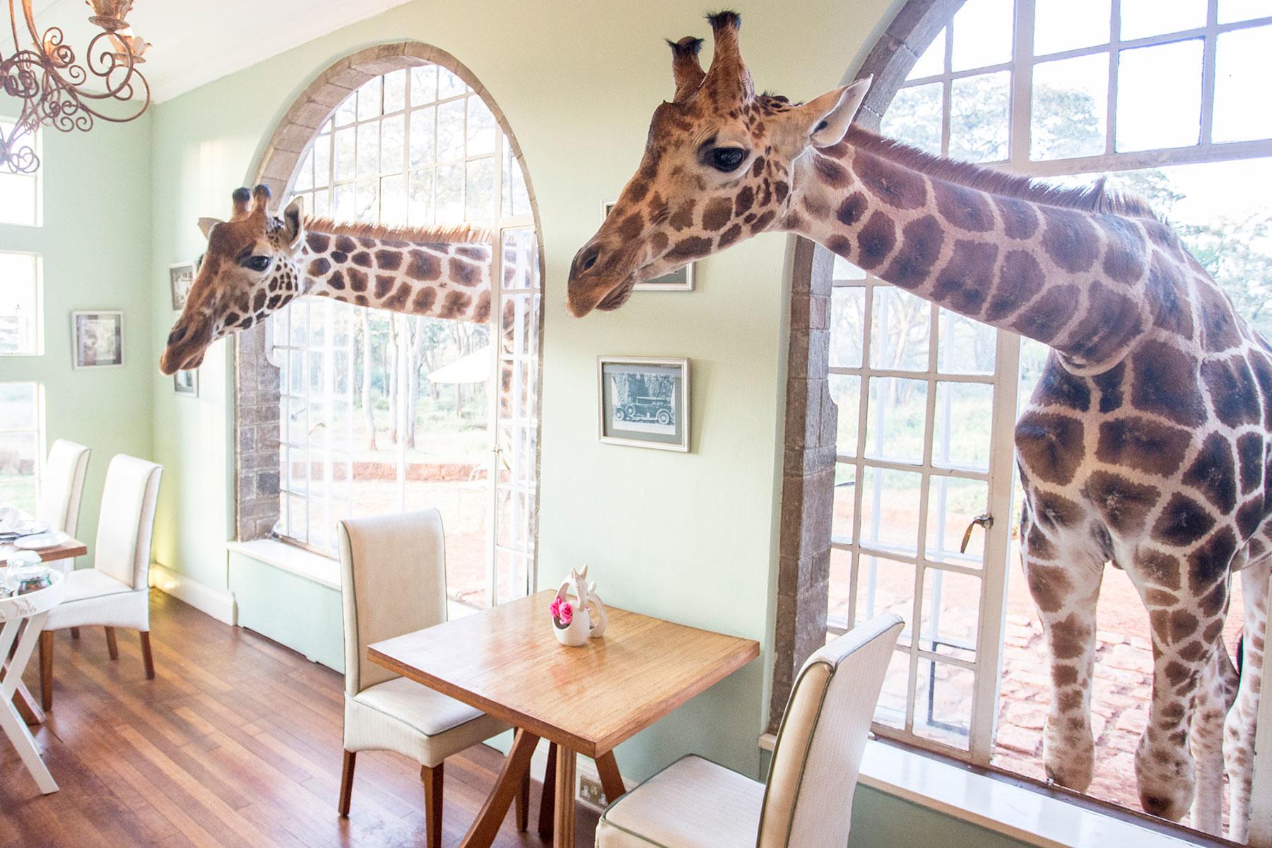 Hotels-with-Pets-Giraffe-Manor