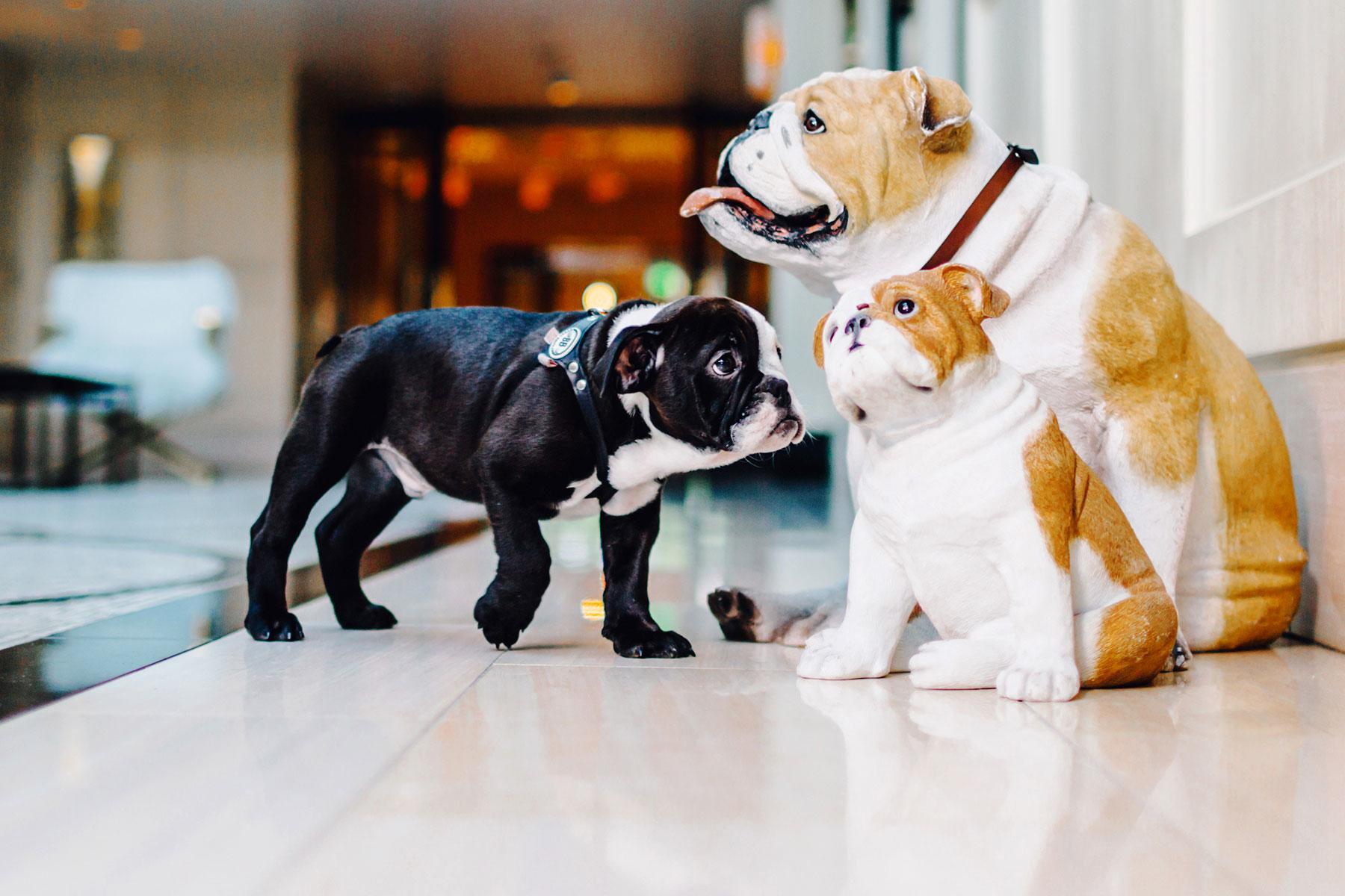 Hotels-with-Pets-The-London-West-Hollywood-at-Beverly-Hills-3
