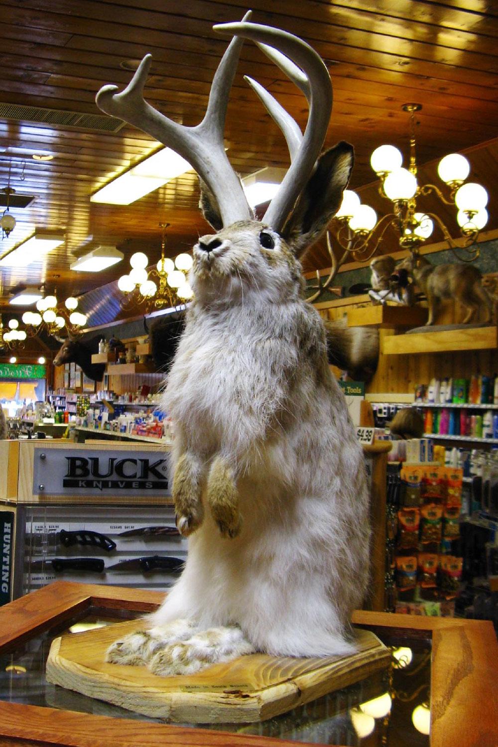 Urban-Legends-Arizona-Jackalope-1