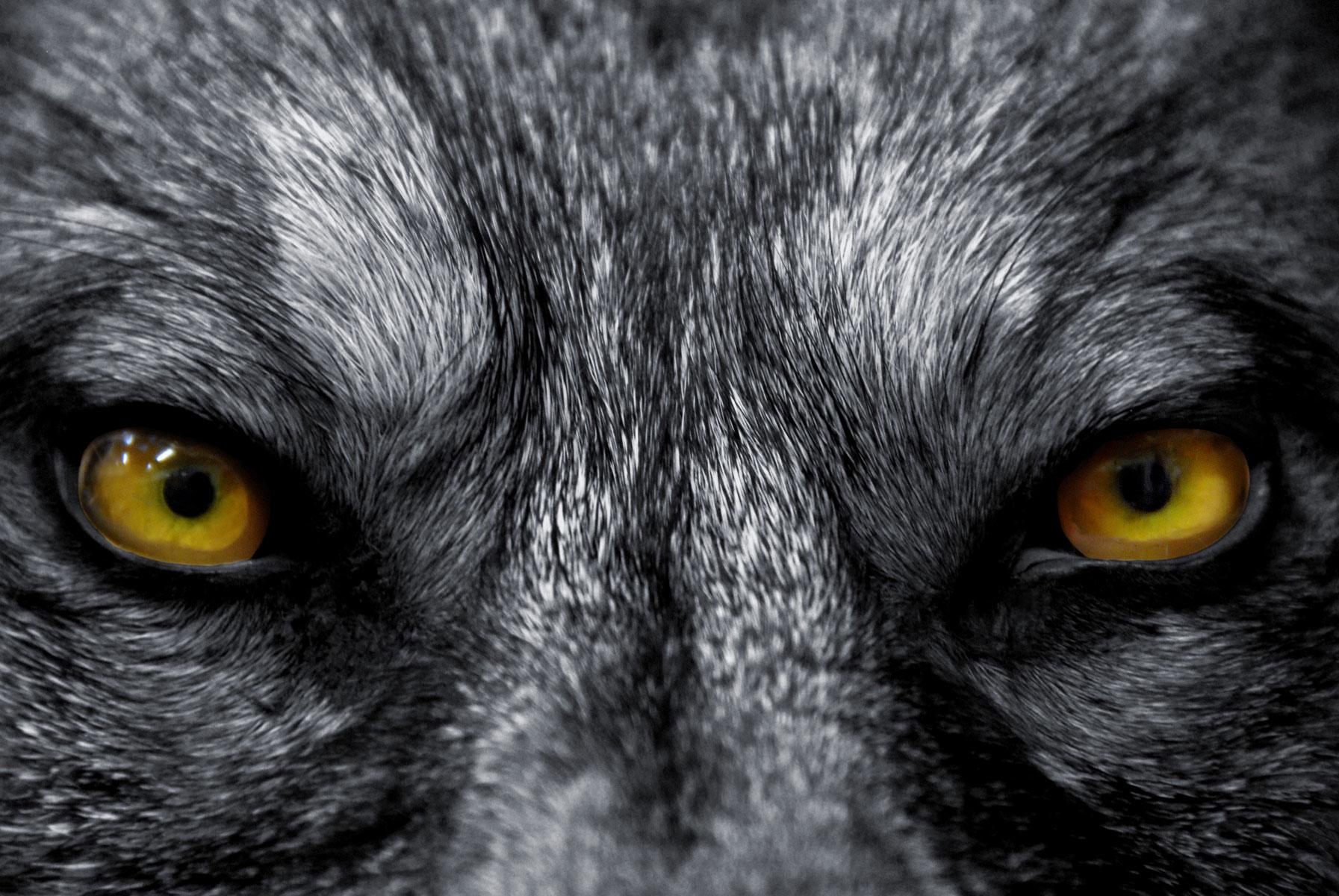 Urban-Legends-Idaho-Direwolves