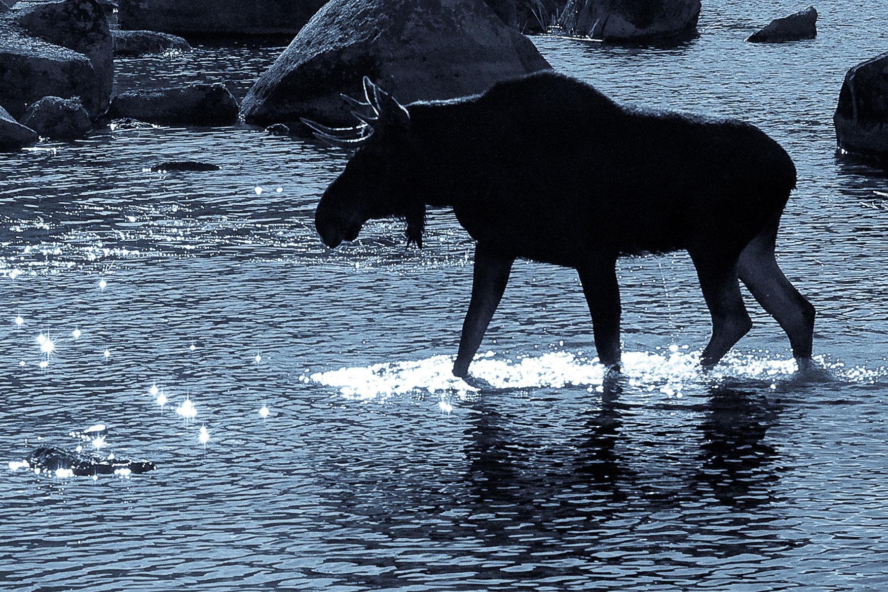 Urban-Legends-Maine-Specter-Moose