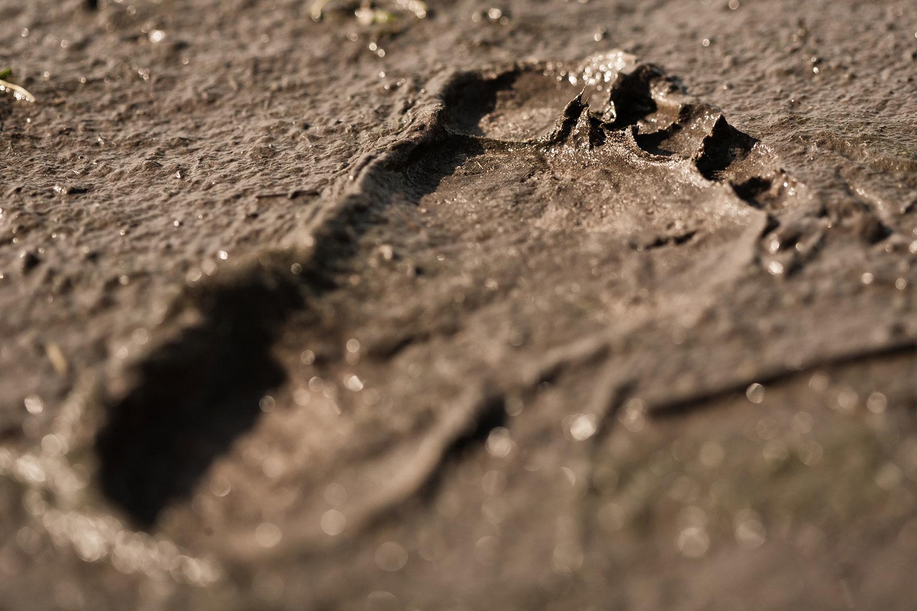 Urban-Legends-Murphysboro-Illinois-Murphysboro-Mud-Monster-1