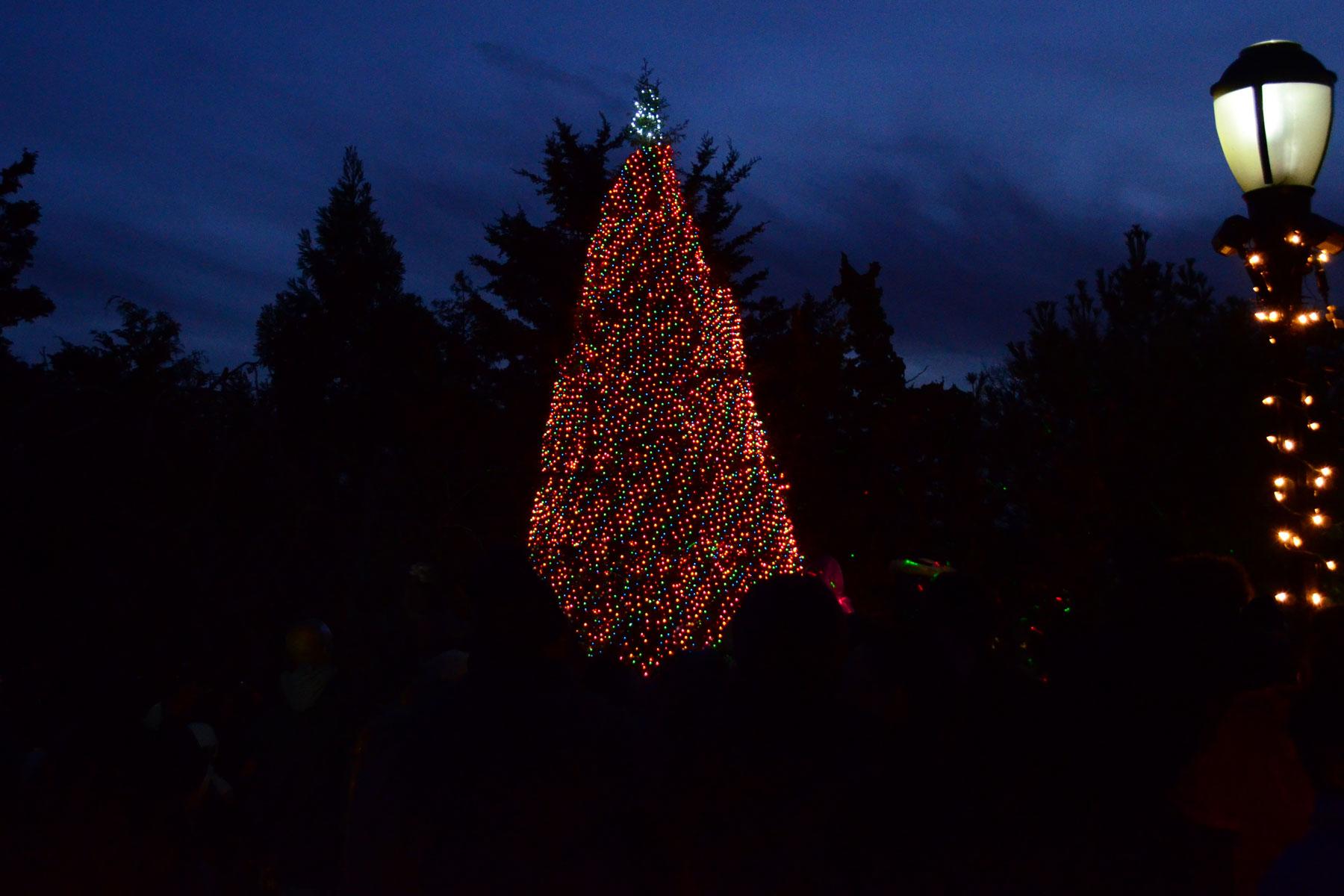 Christmas-Trees-NYC-Queens-Botanical-Garden