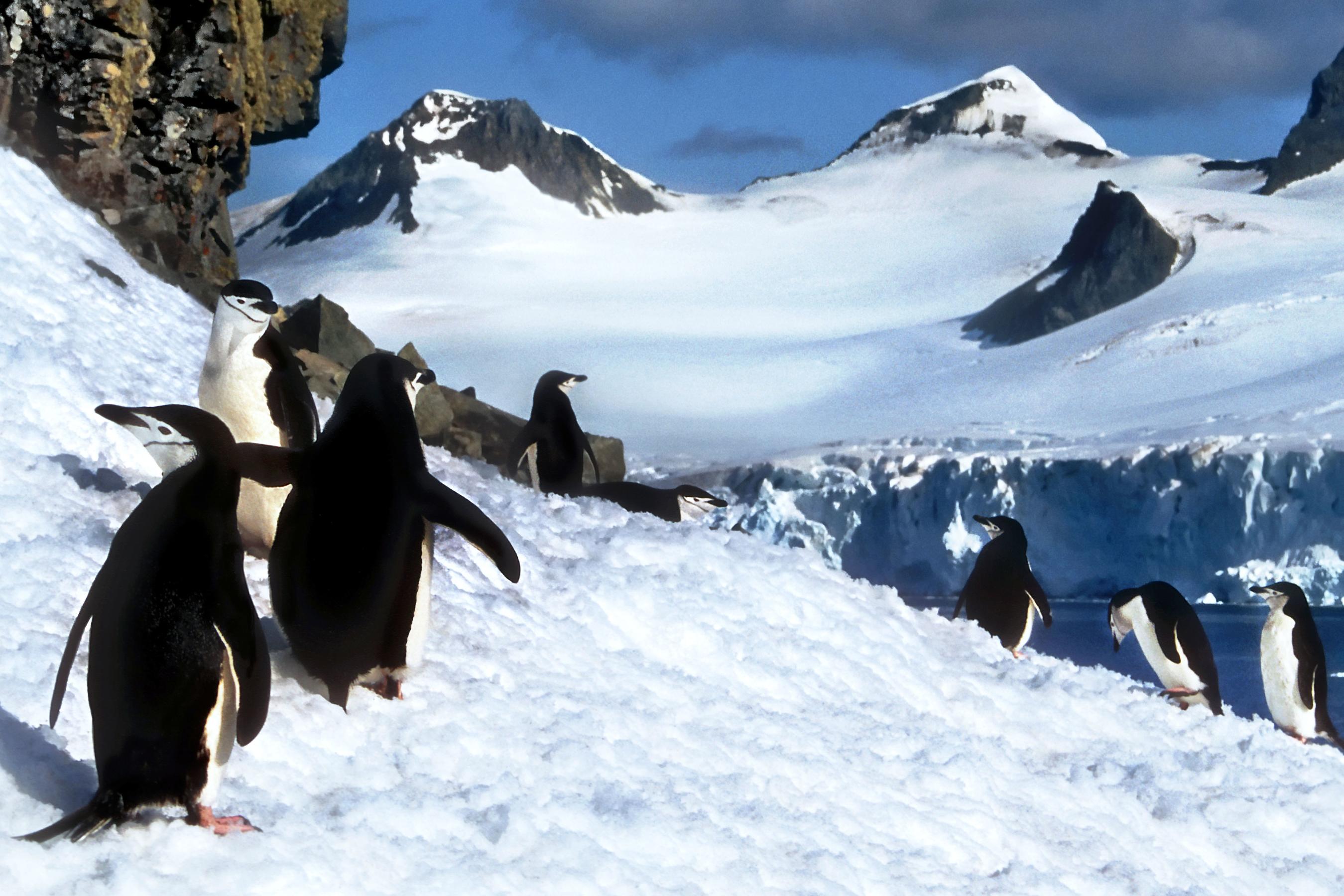 Todo lo que necesitas saber sobre cómo viajar a la Antártida en 2022